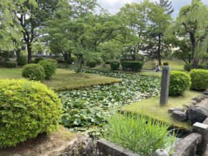 いー庄内ドットコム | 涼しい庭園でひとやすみ 松山歴史公園のスイレン 酒田市