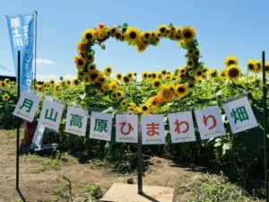 いー庄内ドットコム | 元気 ひまわり｢月山高原｣で咲き誇る 鶴岡市