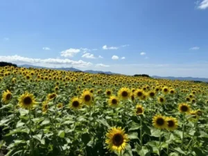 いー庄内ドットコム | 元気 ひまわり｢月山高原｣で咲き誇る 鶴岡市