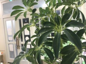 いー庄内ドットコム|人間関係を円くする真面目な「カポック」