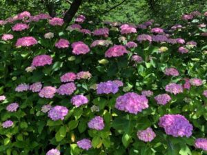 いー庄内ドットコム | 色鮮やかな 紫陽花に囲まれて 心癒される時間